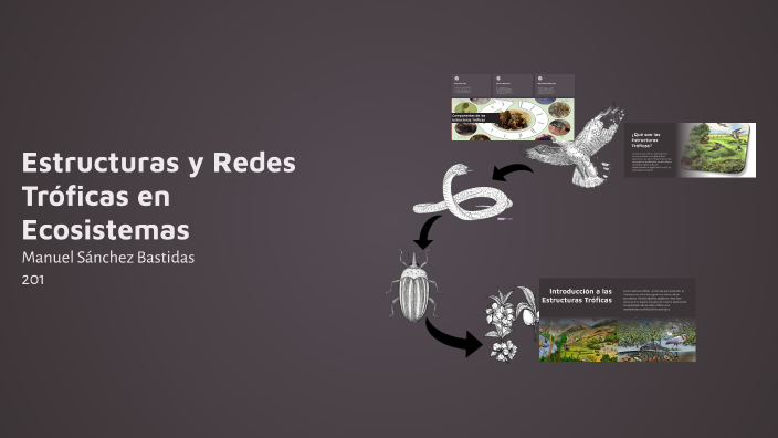 Estructuras y Redes Tróficas en Ecosistemas by Manuel Sanchez on Prezi