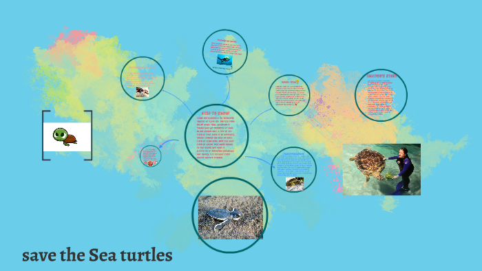 save the Sea turtles by Maggie Boyle on Prezi