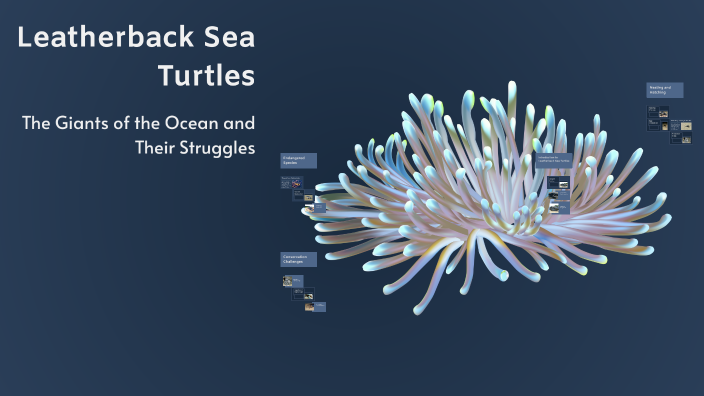 Leatherback Sea Turtles by KAELYN WARNER (Student) on Prezi
