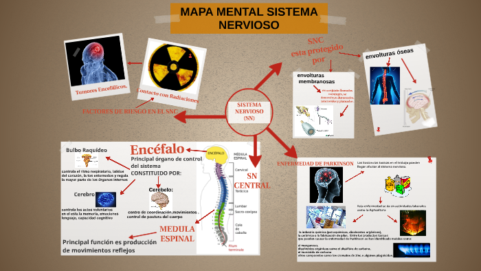 MAPA MENTAL SISTEMA NERVIOSO by MARCELA VERGARA on Prezi Next