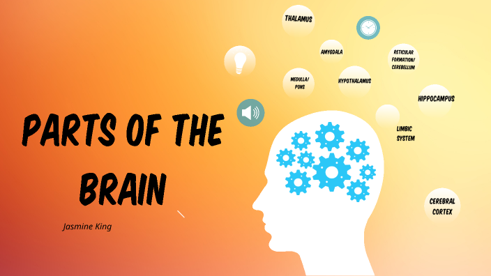 Parts of the Brain by Jasmine King on Prezi