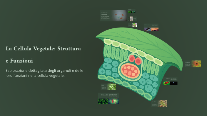 La Cellula Vegetale: Struttura e Funzioni by Maria Chiara Mazzotta on Prezi