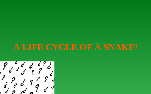 a life cycle of a snake by Ciaran Dao on Prezi
