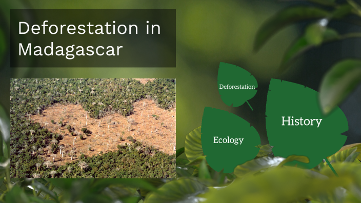 deforestation in madagascar case study