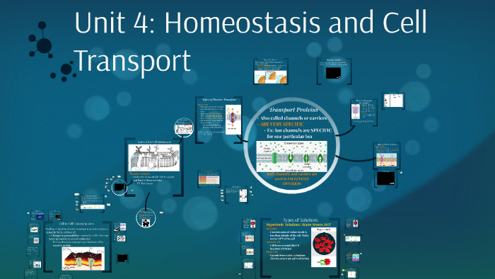 Unit 4: Homeostasis and Cell Transport by Victoria Erickson on Prezi