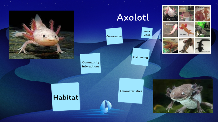 Axolotl Food Web