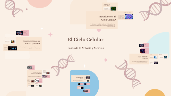 El Ciclo Celular by Allison Jazmin on Prezi