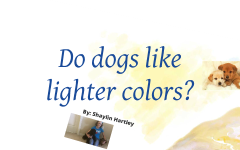 what colors do dogs prefer