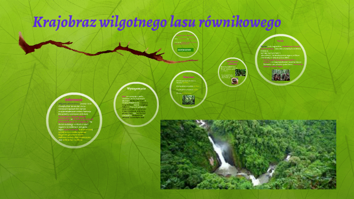 Ciekawostki Wilgotnego Lasu Równikowego Krajobraz wilgotnego lasu równikowego by Paweł Łukasz on Prezi Next
