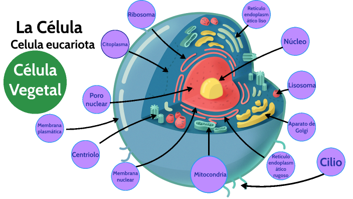 La célula by pepe delo palote on Prezi