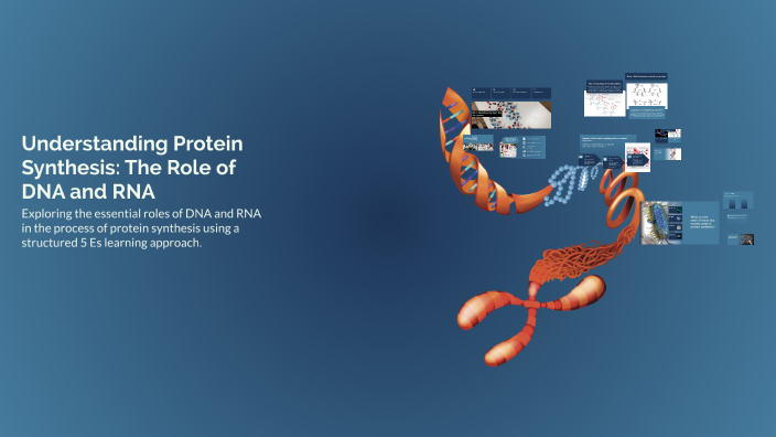 Understanding Protein Synthesis: The Role of DNA and RNA by Mary Ty on ...