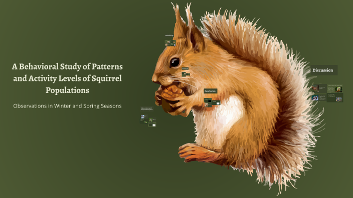 Squirrel Behavior Patterns A Behavioral Study of Patterns and Activity Levels of Squirrel ...