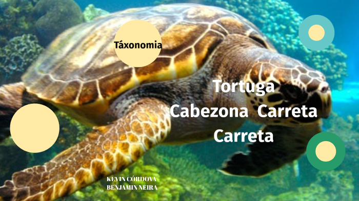 taxo tortuga marina by mariela guajardo on Prezi