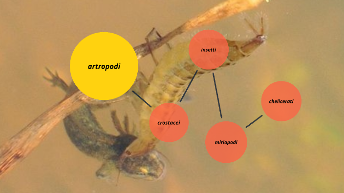 artropodi by gaia fiore on Prezi