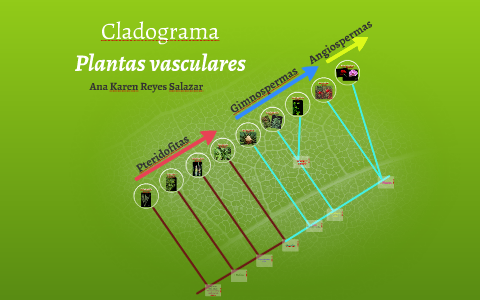 Cladograma Plantas Vasculares by Ana Karen Reyes Salazar on Prezi