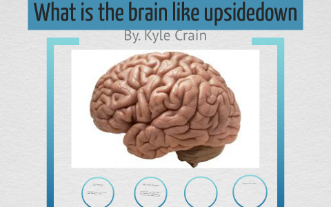 upside down brain by kyle crain on Prezi