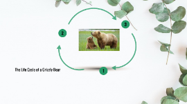 Charlotte And Aoife Life Cycle Grizzly Bear By Stephanie Harding