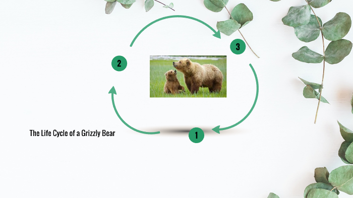 Charlotte and Aoife Life cycle Grizzly Bear by Stephanie Harding on Prezi