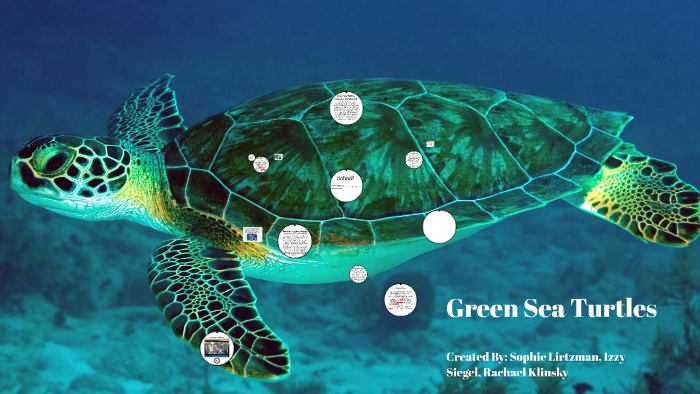 Green Sea Turtles by Sophie Lirtzman on Prezi