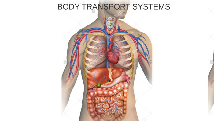 BODY TRANSPORT SYSTEMS by Yiorgos Georgas on Prezi
