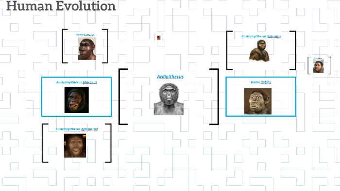 Human Evolution by Brian Carlson on Prezi
