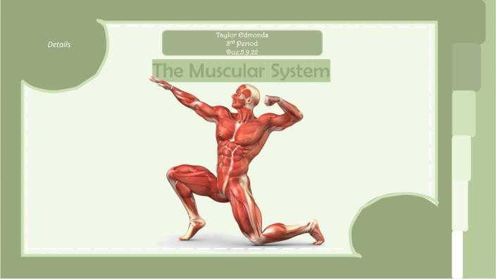 muscular system presentation prezi