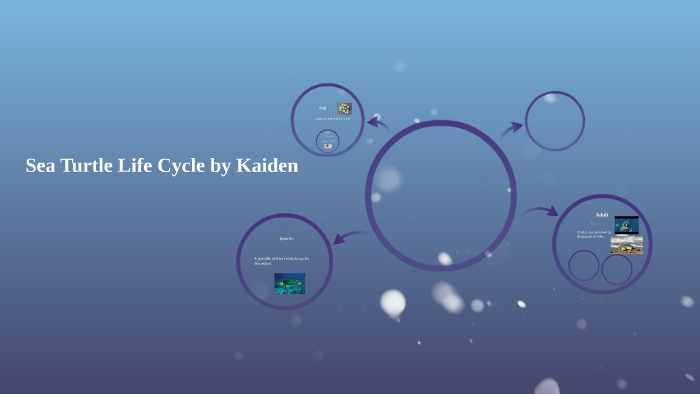 Sea Turtle Life Cycle by Kaiden by Chelsea Vortherms on Prezi