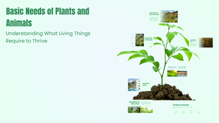 Basic Needs of Plants and Animals by Mark Jayson De Belen on Prezi