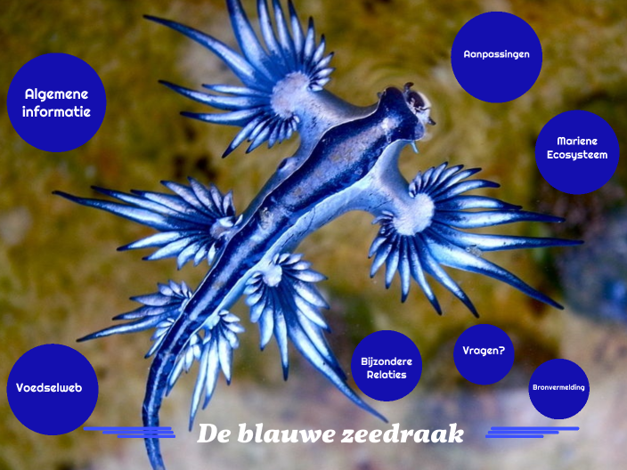 de-blauwe-zeedraak-by-heiko-dijkhuizen-on-prezi