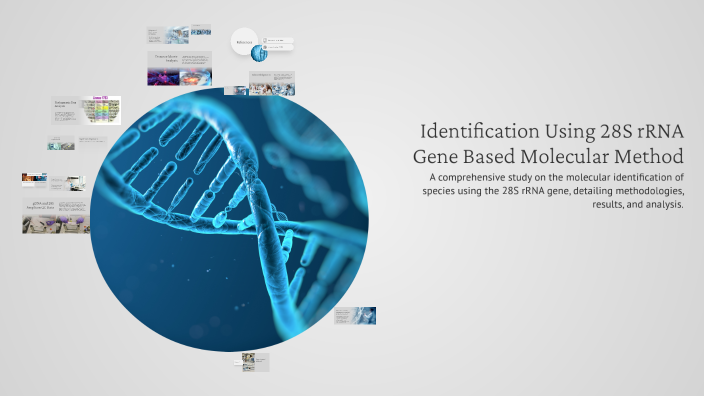 Identification Using 28S rRNA Gene Based Molecular Method by Alsajjad H ...
