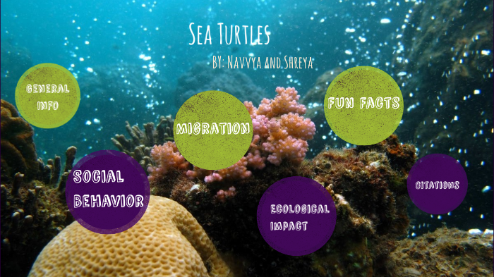 Sea Turtle Presentation by Shreya Bhardwaj on Prezi