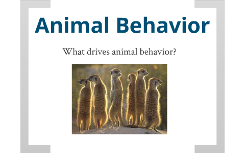 Animal Behavior Unit Notes by Darrell Borst on Prezi