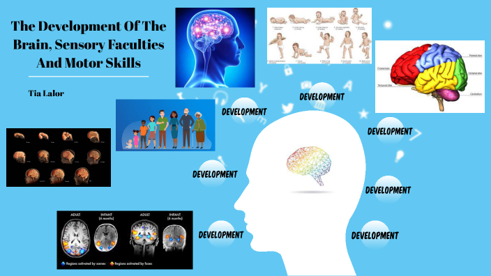 The Development Of The Brain And Development Of Sensory Faculties And ...