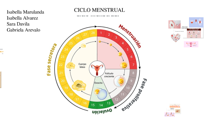 Ciclo Menstrual By Isabella Marulanda On Prezi 3416