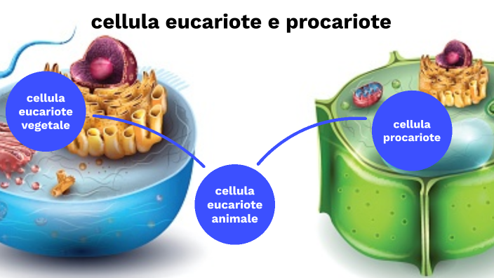 eucarioti e procarioti