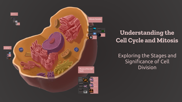 Understanding the Cell Cycle and Mitosis by Catherine F on Prezi