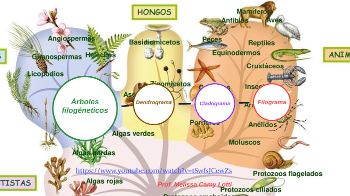 Árboles filogenéticos by Melissa Camy Lotti on Prezi