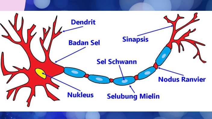 SISTEM SARAF MANUSIA by Wahyunika Tarigan on Prezi