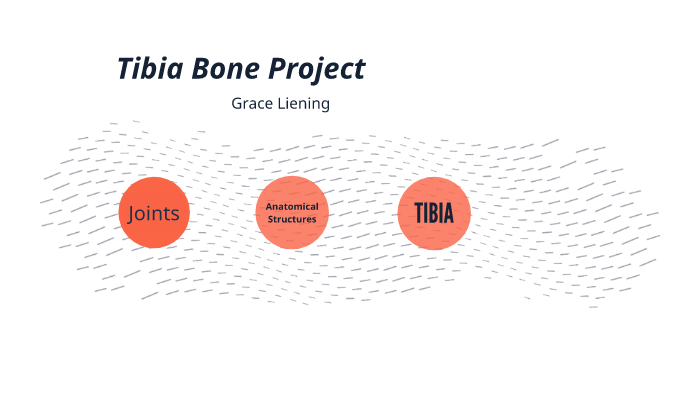 Tibia Bone Project by Grace Liening on Prezi