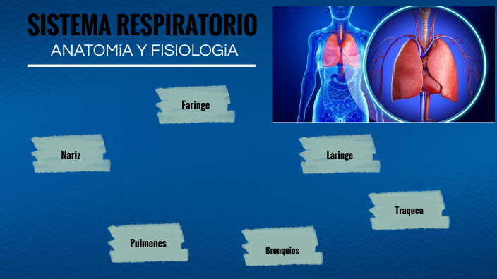 SISTEMA RESPIRATORIOOO by Candela Lessio