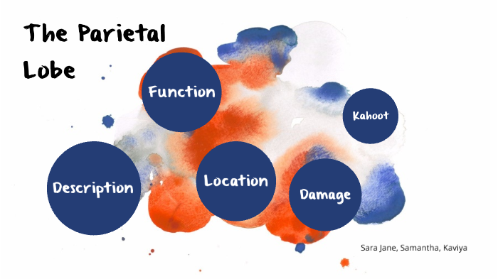 Parietal Lobe: What It Is, Function, Location & Damage