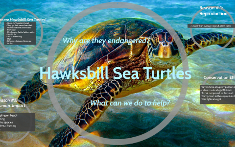Hawksbill Sea Turtles by Michaela S on Prezi