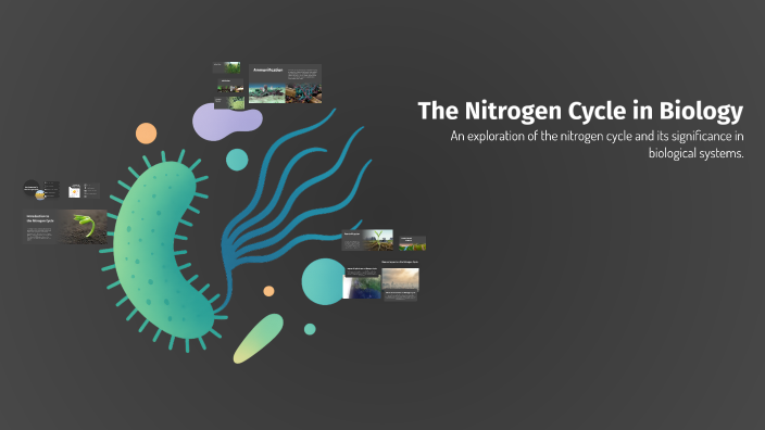 The Nitrogen Cycle in Biology by Broopro Probroo on Prezi