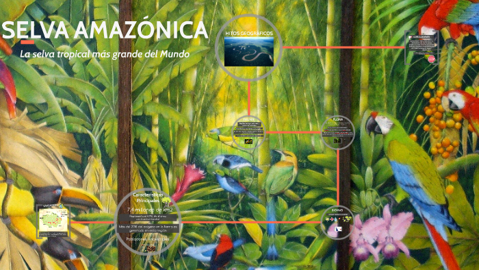 SELVA AMAZÓNICA by maria jose alcaino on Prezi