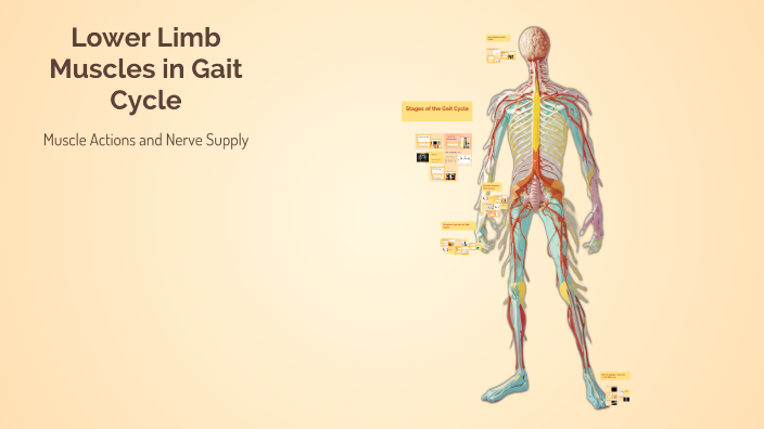 Lower Limb Muscles in Gait Cycle by imerp mapas on Prezi