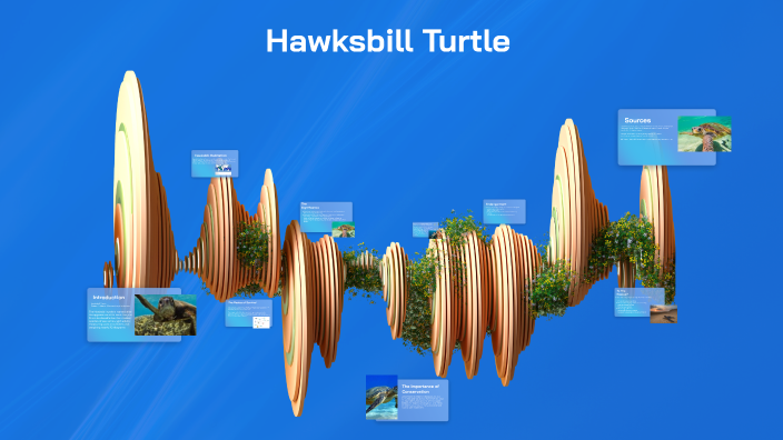 Hawksbill Turtle: An Endangered Species by Rudra Nandrajog on Prezi