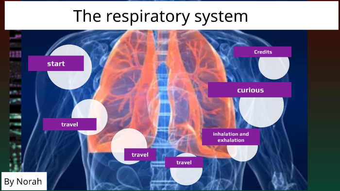 The respiratory system by PurpleRock YT on Prezi