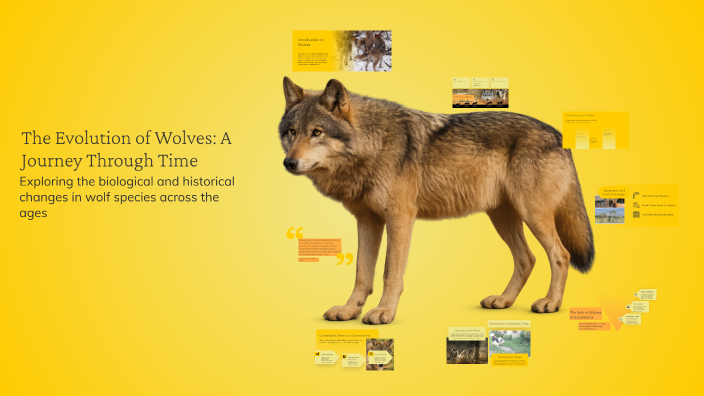 Parallel Evolution Example Wolves The Evolution of Wolves: A Journey Through Time by Elizabeth Escapita ...