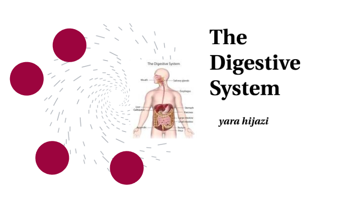 The Digestive System by YARA HIJAZI on Prezi