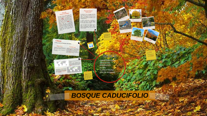 animales y plantas del bosque caducifolio